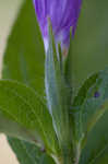 Limestone wild petunia